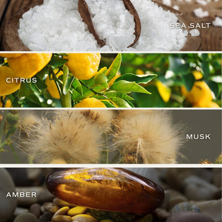Sea salt candle fragrance notes featuring sea salt citrus musk and amber scent profile